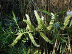 Salix viminalis, bord Rhone,sur Eloise-11:04:2014