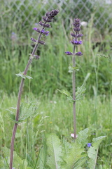 Salvia verbenaca, a Lully-24:05:2013 (2)