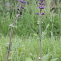 Salvia verbenaca, a Lully-24:05:2013 (2)