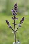 Salvia verbenaca, a Lully-24:05:2013 (6)