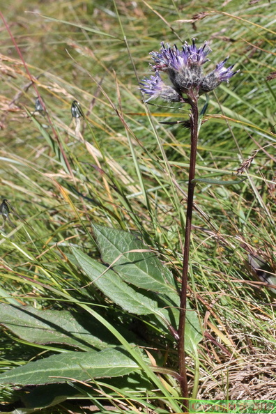 Saussurea alpina, 2100m: sous le nid d'aigle-St Gerv:-28:08