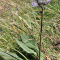 Saussurea alpina, 2100m: sous le nid d'aigle-St Gerv:-28:08