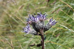 Saussurea alpina, 2100m: sous le nid d'aigle-St Gerv:-28:08:2014 (4)