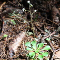 Saxifraga cuneifolia-Ft Départ: parc:21-Chap: d'ab:-05:07:2013 (2)