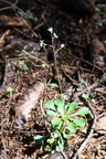 Saxifraga cuneifolia-Ft Départ: parc:21-Chap: d'ab:-05:07:2013 (2)