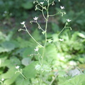 Saxifraga rotundifolia sect: les Mattes-Chap: d'abond:-20:06:2013