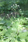 Saxifraga rotundifolia sect: les Mattes-Chap: d'abond:-20:06:2013