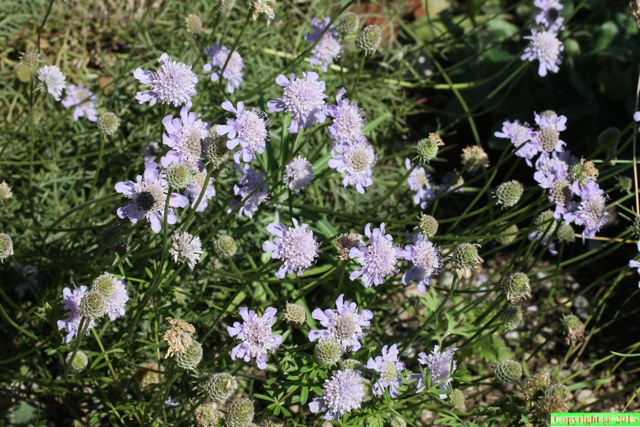 Scabiosa canescens ,cult: a lully-16:09:2012