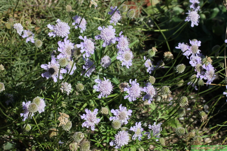 Scabiosa_canescens_,cult:_a_lully-16:09:2012.JPG