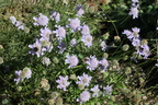 Scabiosa canescens ,cult: a lully-16:09:2012