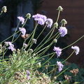 Scabiosa canescens, cult: a lully-20:09:2013 (2)