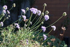 Scabiosa canescens, cult: a lully-20:09:2013 (2)