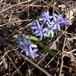 Scilla (ancien)