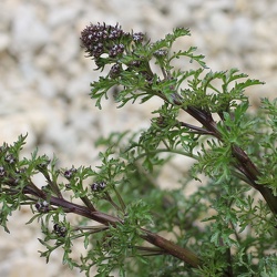 Scrophularia
