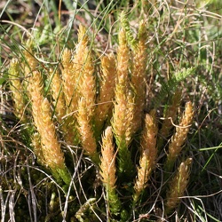 Selaginella