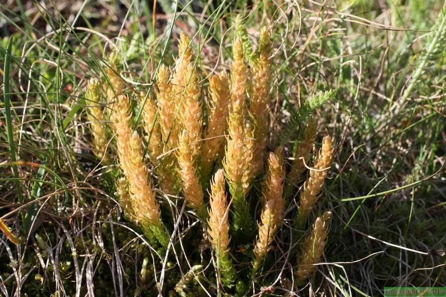 Selaginella selaginoides, vers Lognan,a 1900m:-Chamonix-28:08:2012