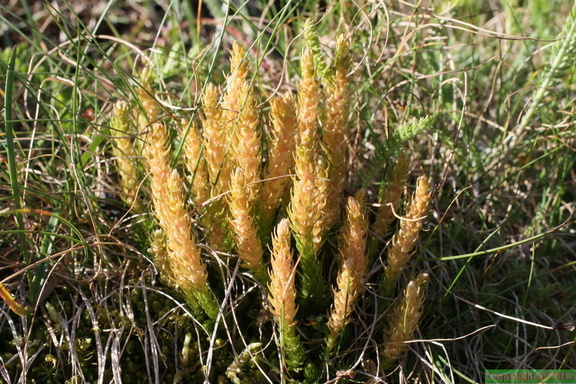 Selaginella selaginoides, vers Lognan,a 1900m:-Chamonix-28:08:2012
