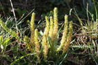 Selaginella selaginoides, vers Lognan,a 1900m:-Chamonix-28:08:2012 (3)