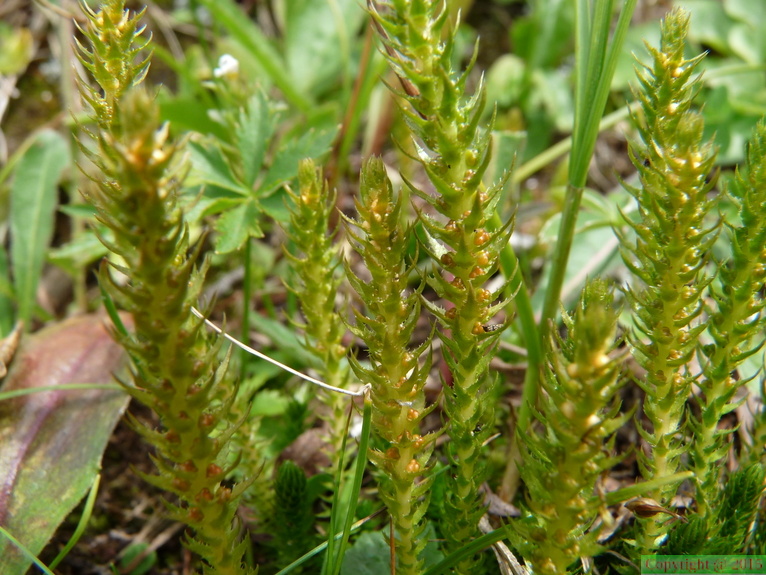 Selaginella spinulosa, sect: pte: rouelletaz,grd: born:-02:09:10: (2)