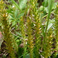 Selaginella spinulosa, sect: pte: rouelletaz,grd: born:-02:09:10: (2)