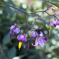 Solanum dulcamara Tourb: de prat-quemond-Le Lyaud-15:09:2012 (3)