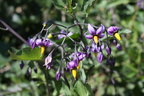 Solanum dulcamara Tourb: de prat-quemond-Le Lyaud-15:09:2012 (4)