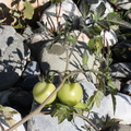 Solanum lycopersicum, les usses, au SE de mons-23:09:2013