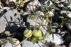 Solanum lycopersicum, les usses, au SE de mons-23:09:2013