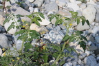 Solanum lycopersicum, les usses, au SE de mons-23:09:2013 (2)