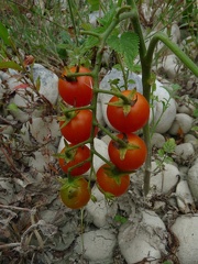 Solanum lycopersicum Les Usses,sur Vanzy-DJ:21:08:09: (3)