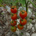 Solanum lycopersicum Les Usses,sur Vanzy-DJ:21:08:09: (3)