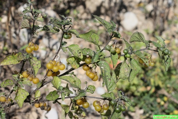 Solanum nigrum,a baies jaunes-Planaz, Desingy-23:09:2013 (2)
