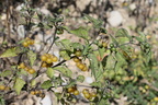 Solanum nigrum,a baies jaunes-Planaz, Desingy-23:09:2013 (2)