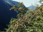 Sorbus aucuparia, Gorges diosaz-07:09:2012