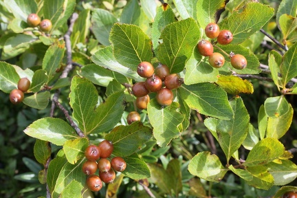 Sorbus chamaemespilus, ch: de Lens-Abondance-21:09:2013