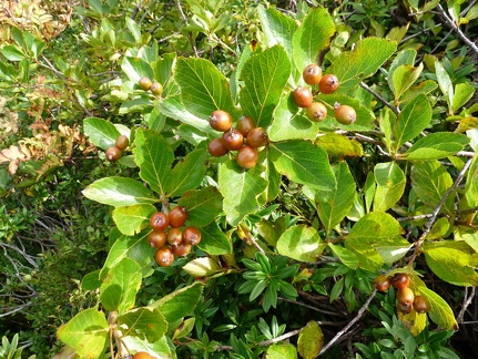 Sorbus Chamaemespilus- Ch: de Lens-Abondance-21:09:2013