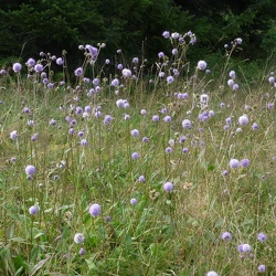 Caprifoliacées