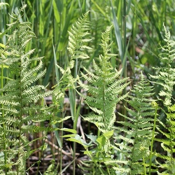 Thelypteris