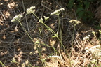 Torilis arvensis, cult: a lilly-