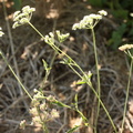 Torilis arvensis, cult: a lilly- (2)