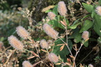 Trifolium arvense, entrée des Châteaux, Allinges-24:09:2014 (2)