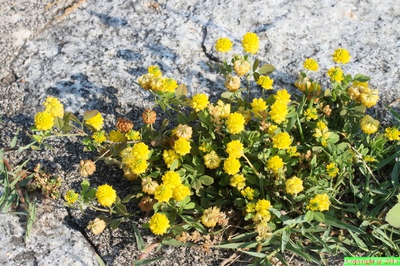Trifolium campestre, Verbenia:,italie du nord-31:05:2014