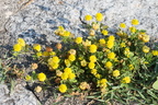 Trifolium campestre, Verbenia:,italie du nord-31:05:2014