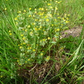 Trifolium dubium-Bons en ch:-09:05:2009