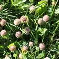Trifolium fragiferum, a Langin-14:08:2012