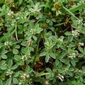 Trifolium scabrum,chef-lieu de perrignier-17:06:11: (3)