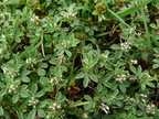 Trifolium scabrum,chef-lieu de perrignier-17:06:11: (3)