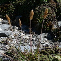 Trisetum subspicatum,a 2600m: a l'ouest col des corbeaux-Vallorc:13:09:2014