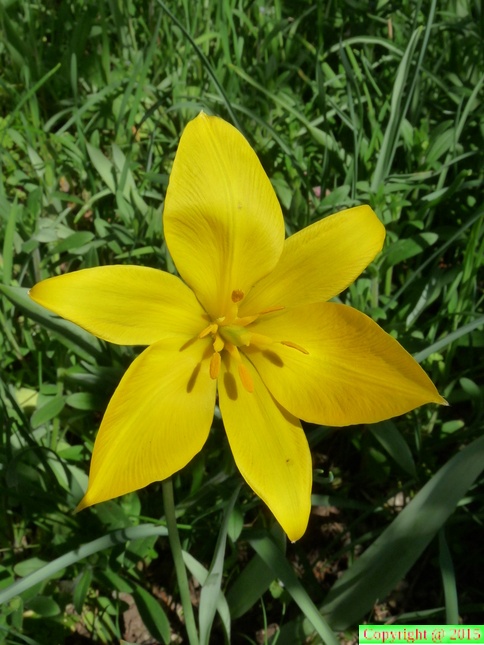 Tulipa sylvestris,cult: a lully-07:04:11 (4)