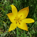 Tulipa sylvestris,cult: a lully-07:04:11 (5)